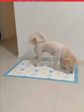 家里狗狗还不会定点上厕所的,都来试试这个训导尿垫#狗狗定点上厕所  #狗狗定点训练  #狗狗定点  #定点上厕所  #定点上厕所训练