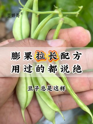 豆子用上它,豆条顺直条形好 #农业种植#豆角种植#豆角高产技术