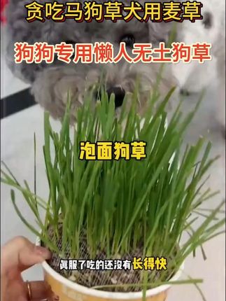 狗狗肚子里的毛球越积越多怎么办? #狗狗 #宠物 #狗草 #狗狗吃草