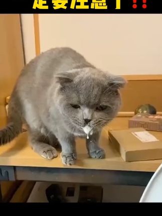 猫狗看见有虫子别不当回事 铲屎官每月驱虫很关键#宠物体外驱虫#猫咪好物 #养猫人