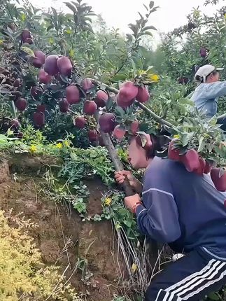 #花牛苹果 #超便宜超划算 #口感特别好 新鲜采摘 #快来一起尝个鲜 Z