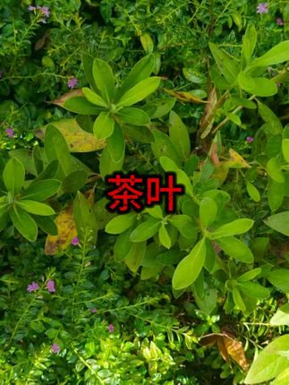#茶叶 #茶叶推荐 #好物分享