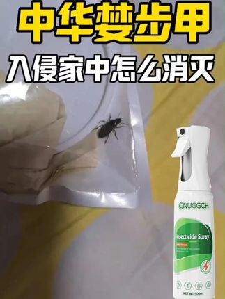 家里发现中华婪步甲怎么消灭 #中华婪步甲 #婪步甲怎么消灭 #杀虫剂