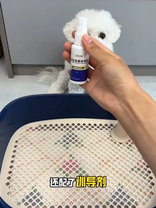 从小就给狗狗用狗厕所,不仅干净卫生还容易学会定点#狗狗定点上厕所 #狗厕所 #新手养狗 #养狗经验分享 #萌宠好物