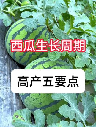 怎么管理西瓜才能高产?西瓜高产增甜方法 #西瓜种植 #增产增收 #农技推广 #三农 #抖音助农