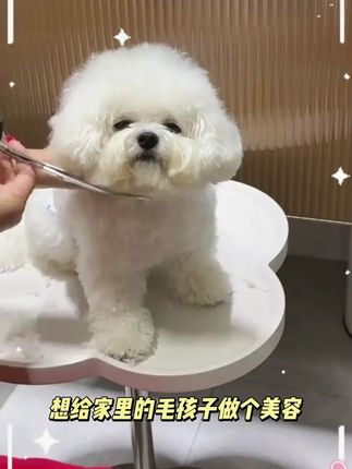 宠物剪刀美容专用工具专业修毛剪狗毛弯剪子狗狗泰迪剪毛理发剪刀#可爱萌宠 #宠物用品 #宠物美容