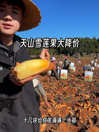 2025年天山雪莲果新鲜上市啦,喜欢吃的赶紧来尝尝鲜吧! 糖友也能吃的新鲜水果,云南天山雪莲果上市了,清脆爽口,低糖低卡,没吃过的赶紧来尝尝吧!#雪莲果成熟了#脆甜多汁#现挖现发#低糖低脂低热量#优质农产品