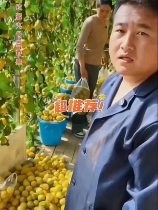 一口闷的纯甜味浓多汁的钦蜜9号黄金百香果#百香果吃法 #强烈推荐 #快来一起尝个鲜 #这也太好吃了 #优质农产品