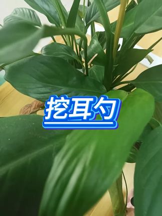 木森推荐 可视发光智能挖耳勺 #采耳工具 #可视挖耳 #发光耳勺 #智能护理 #家用神器