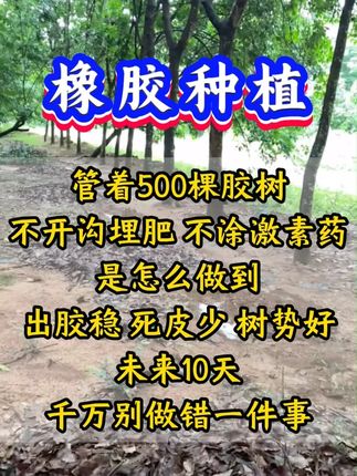 橡胶树不埋肥,不涂药,养护割面,恢复树势,促进产胶的方法 #橡胶树 #橡胶树割胶 #橡胶树林 #云南橡胶 #橡胶种植
