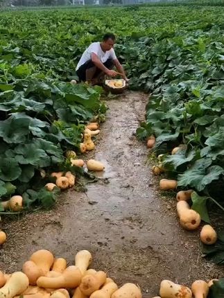 软糯香甜奶油南瓜你吃过吗,蒸熟香甜软糯,营养又健康,老人孩子都爱吃!