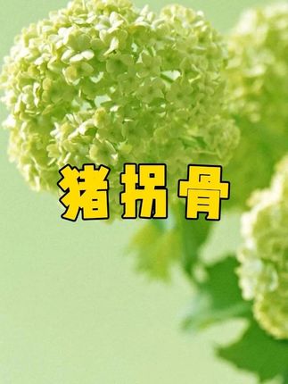 我们家都夸好吃的猪拐骨,真的好好吃啊!肉质紧实Q弹鲜美,平时炖汤,红烧,清炖都好好吃啊,家里大朋友小朋友都很爱吃!!#强烈推荐 #好吃到停不下来 #谁懂这一口的好吃程度 #猪拐骨 #快来一起尝个鲜