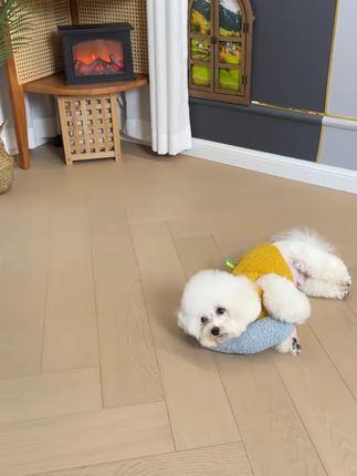 四季加厚保暖封闭式南瓜猫窝猫狗通用可拆洗四季适用#南瓜猫窝 #猫狗通用 #可拆洗猫窝 #宠物用品 #四季猫窝