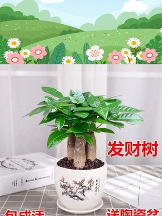 发财树小盆栽花卉绿植物办公室内吸甲醛绿萝文竹水培好养客厅招财 #发财树小盆栽 #盆栽 #发财树