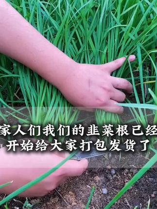 秋季种韭菜根很合适,因为这个季节的韭菜根比较粗,而且出苗时间很快 #露台种菜 #韭菜根
