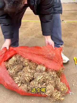 #晚香玉种球#花卉绿植#家庭养花