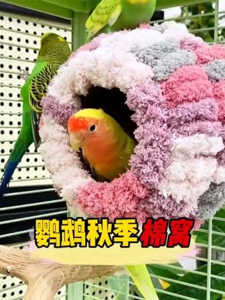 #鹦鹉保暖鸟窝#鸟窝推荐#养鹦鹉#养鸟人