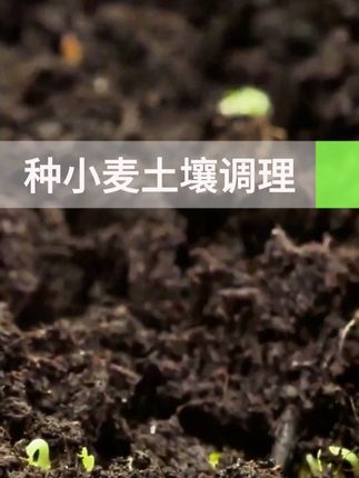 种小麦,盐碱地土壤改良 #种小麦 #盐碱地改良 #土壤活化剂 #云耕鹿鸣