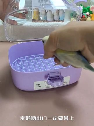布卡星鹦鹉外带笼手提便携透气全景透明玄凤虎皮自由外出专用笼 全景天窗鹦鹉外出笼,快带你家的小鸡出去遛遛吧。 #鹦鹉 #鹦鹉日常 #牡丹鹦鹉 #手养牡丹鹦鹉 #家有宠物