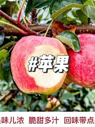 新鲜采摘红苹果脆甜多汁产地直发孕妇水果酸甜#苹果 #新鲜苹果 #好吃苹果 #视频同款 #好物推荐
