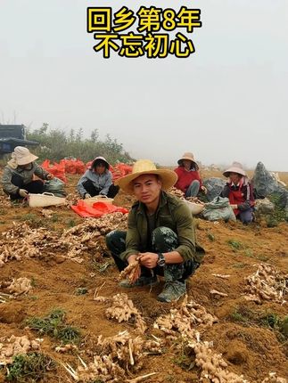 回乡第8年,在家里我们都种了些姜,土豆,玉米,现在我们的姜很老了,狠辣很香,平时炒菜烧鱼放几片特别香,还可以晒干姜片,打干姜粉#小黄姜 #退伍创业 #云南小黄姜