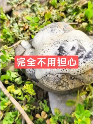 完全不用担心 完全不用担心 #捡石头 #奇石 #观赏石 #河边捡石头 #洗石头