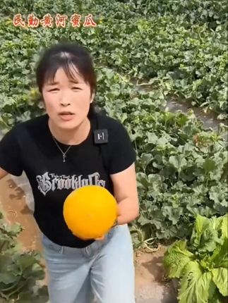 黄河蜜瓜大丰收了这个价格到手5斤快抢