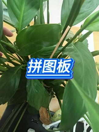 蒙氏立体木质拼图 #3 6岁早教 #儿童益智 #思维认知 #宝宝玩具 #启蒙教育