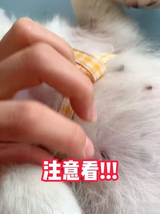 狗狗驱虫其实非常简单方便 阿文告诉你可以这么做#郝劭文推荐#宠物体外驱虫