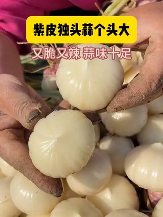 正宗云南牛奶小芋头 头一次吃到这么好吃的牛奶芋头,又软又糯,沾上白糖,别提多好吃了#牛奶芋头 #好吃又营养 #好吃不贵经济实惠 #云南牛奶毛芋头