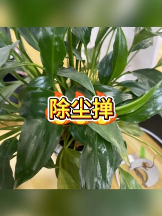 可弯曲除尘掸 #居家清洁 #高处除尘 #缝隙打扫 #家务技巧 #清洁好物