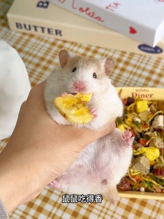 鼠鼠吃得香 长得快 #金丝熊 #仓鼠🐹 #仓鼠 #养鼠日常分享 #鼠鼠我呀