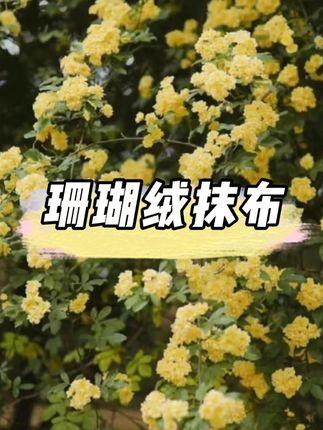 厨房珊瑚绒抹布9.9/到手30条,怎么用都不会心疼 #厨房抹布#珊瑚绒#抹布#好物推荐#抖加小助手
