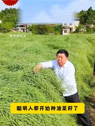 油菜种子千千万,出油高达51你肯定没见过 #高产油菜 #优质农产品 #种子 #三农