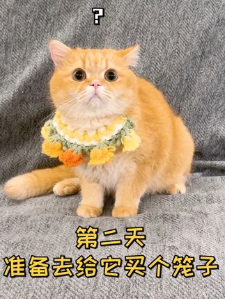 一只鱼蛋仔🐱