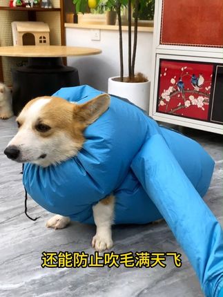知道为什么养狗人都用这个给狗狗吹毛吗?不仅解放双手还能防止毛发乱飞!#狗狗 #宠物烘干袋 #狗狗烘干袋 #萌宠好物