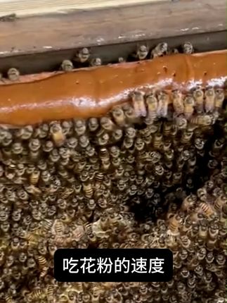 #养蜂人 #花粉浆