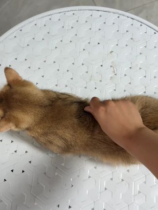 养猫不掉毛的秘密原来在这里 #新手养猫 #猫咪 #铲屎官