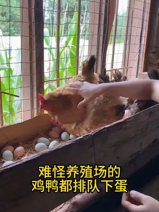 #养鸡 #养鹅 #养鸭 #雄牧旦乐乐 #养鸡人