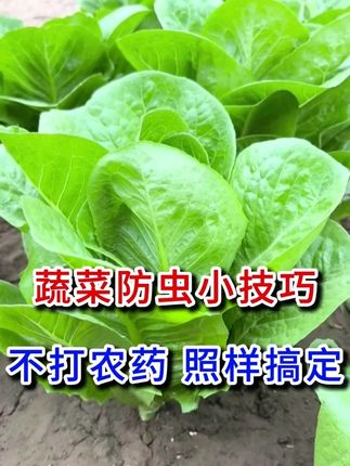 蔬菜防虫小技巧,不打农药照样搞定 #蔬菜防虫小妙招 #蔬菜害虫防治 #蔬菜防虫 #地上地下害虫防治 #防虫颗粒