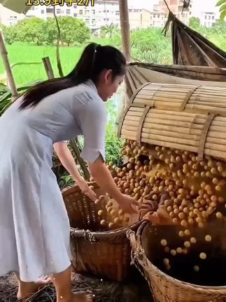 #桂圆干 #新货桂圆干  #超便宜超划算