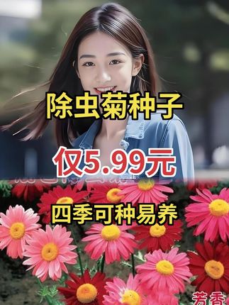 家人们,重瓣非洲菊种子来啦!阳台小院都能种,四季可种哦 #非洲菊种子 #非洲菊养护