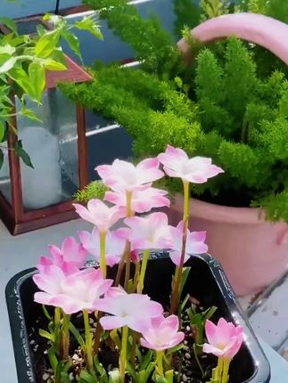 #风雨兰非常适合夏天种植,从种到开花不要一个月,种它和种大蒜一样简单,懒人新手也能养爆盆#花卉绿植#爱生活爱养花