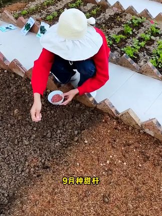 甜杆你们见过吗?适合家庭种植#优质农产品 #家庭种植 #三农 #甜高粱种子