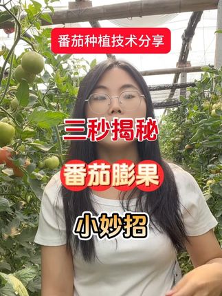 番茄膨果绝招 果大不空果 #西红柿种植 #西红柿膨果 #膨果峰 #西红柿高产