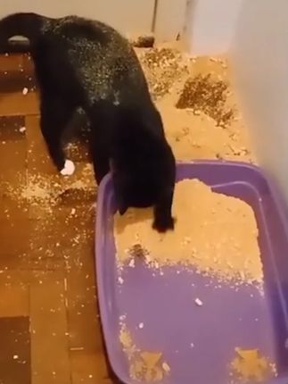 #性价比猫砂#新手养猫#多猫家庭#赫本的猫猫砂#赫本的猫宠物用品店