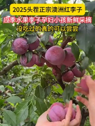 你们都可吃过澳洲红李嘛 没吃过的真的可以尝尝肯定满足你的味蕾#这也太好吃了 #优质水果 #澳洲红李子