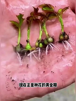 适合新手 养花组合款式来了,收到8款不同的花种子,为了发芽率高,给家带上一盒营养棒,#阳台花盆#花卉种子