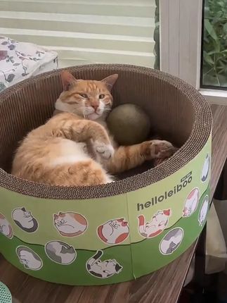 #猫爪板猫窝 #猫窝 #猫爪板 #多功能猫窝