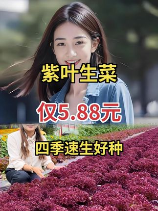 四季甜脆玻璃生菜籽,阳台盆栽春季种,脆嫩生吃超棒#阳台种菜 #四季蔬菜 #健康美食